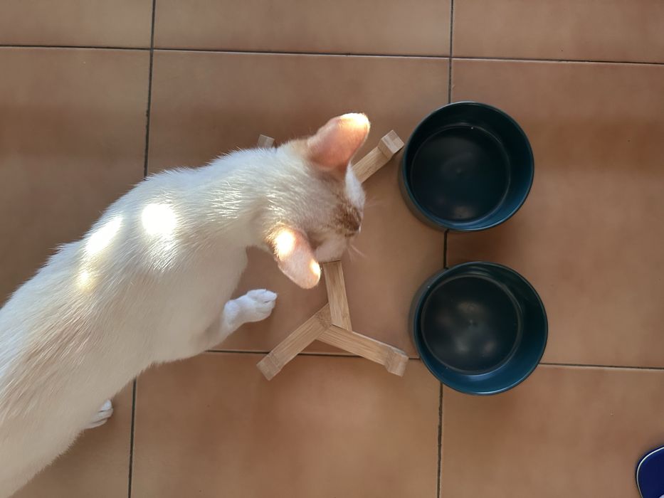 Alimentador cerâmica para gato (comedouro)
