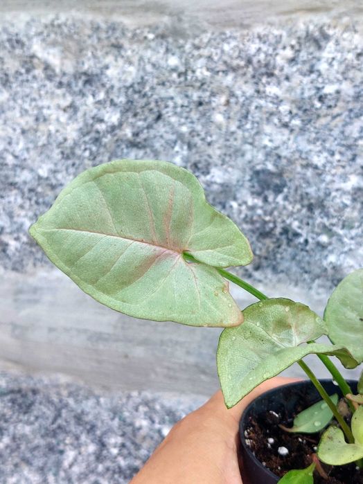 Planta Syngonium Neon Rosa
