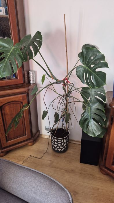 Kwiat monstera .
