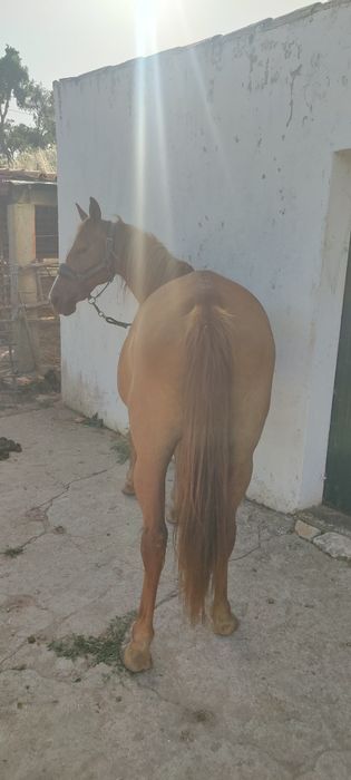 Vendo égua de 2004 barata
