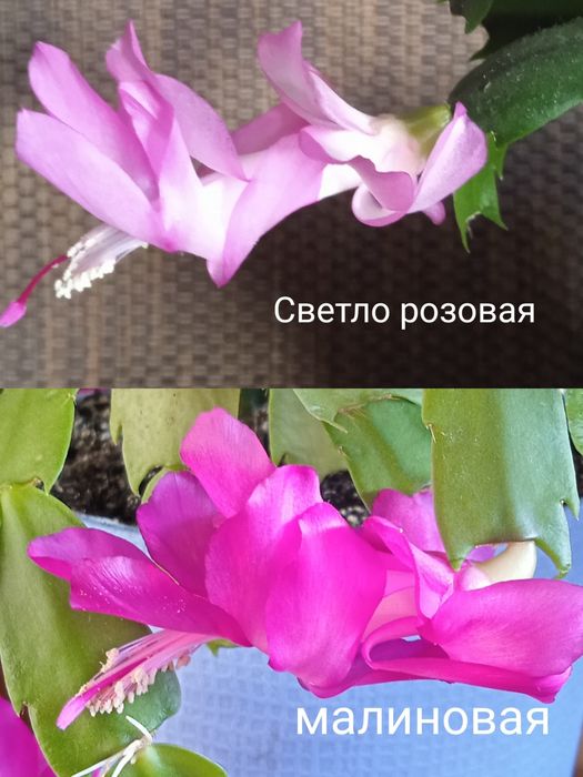 Шлюмбергеры, декабристы,рипсалидопсисы  18 сортов.