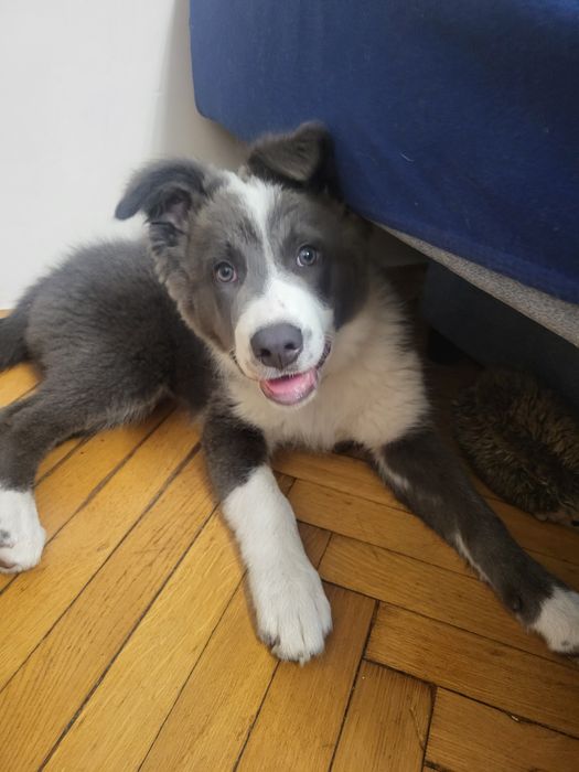Border Collie Blue suczka