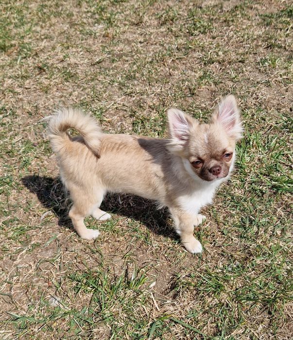 Piesek długowłosy Chihuahua