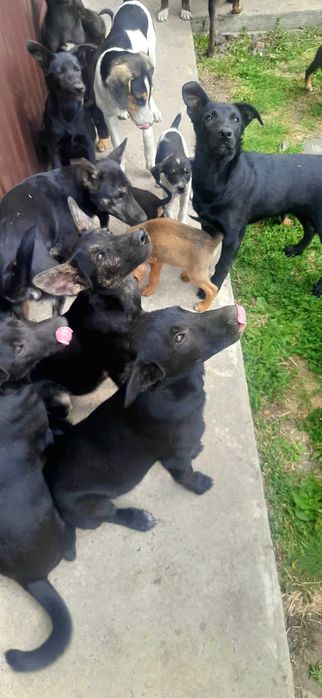 Цуценята привиті