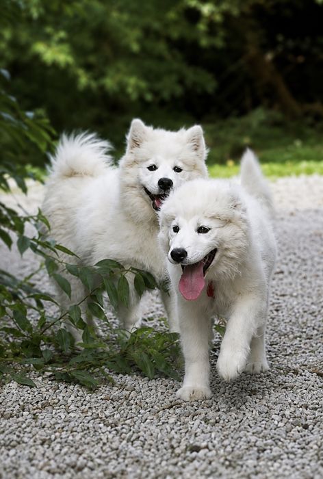 SAMOYED – wyjatkowa  suczka z Hodowli FLUFFY WHITE SMILES