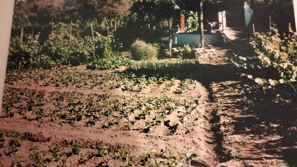 Vende-se terreno/quinta no alentejo a oito km do Crato