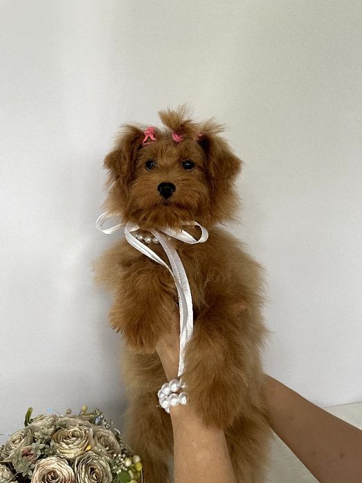 Помапу — Не зволікайте  таких залишилось лише 3!