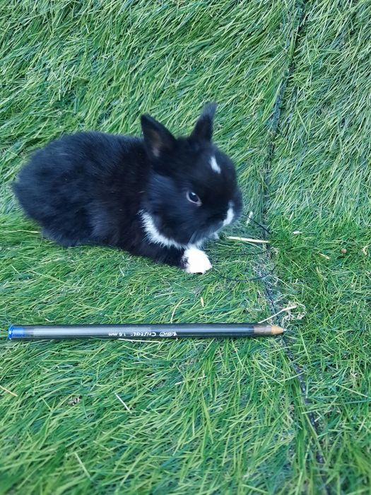 Coelhos anões mini holandês/toy teddys, angorás e mini lop