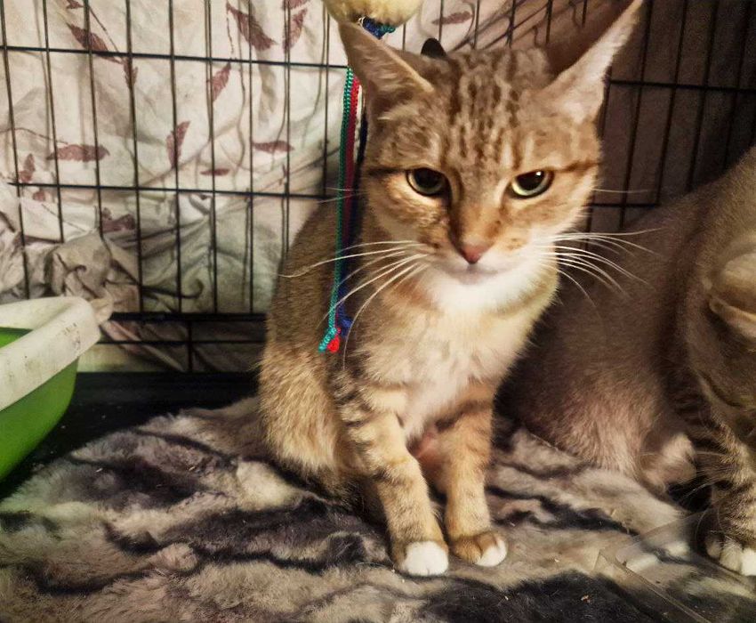 Неймовірно ласкава і класна киця Лейла шукає дім, 1.5 р, кішка, кошка