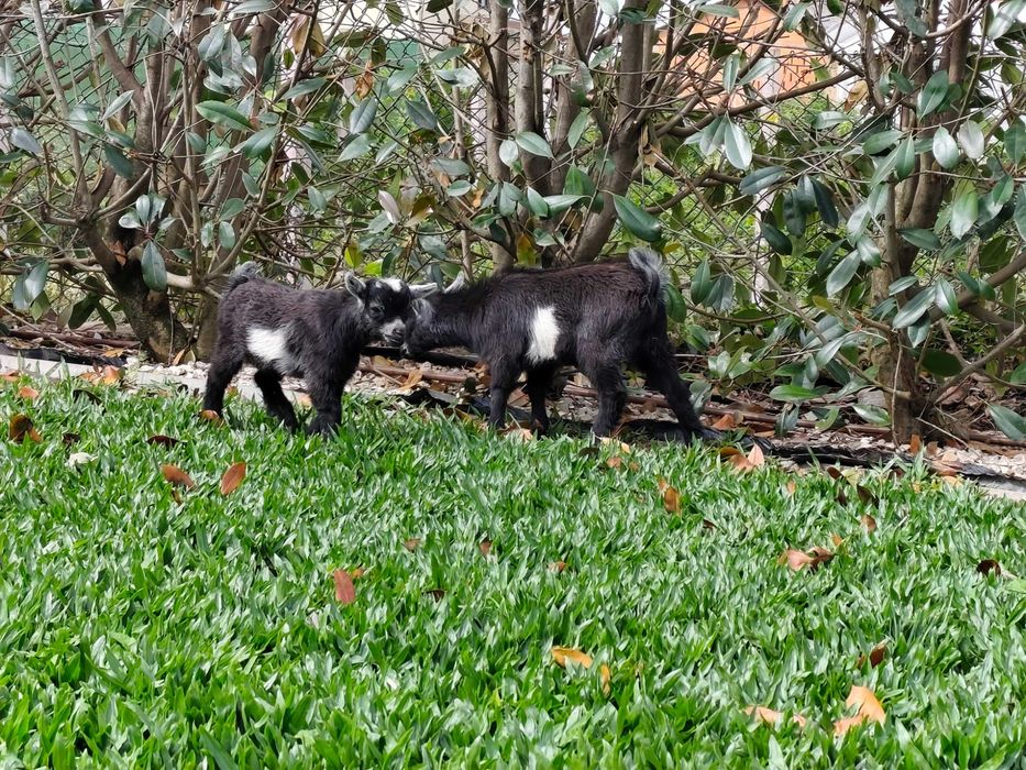 Cabras anãs, super dóceis
