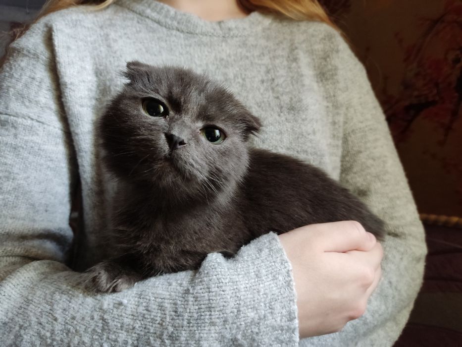 Шотландські висловухі котята
