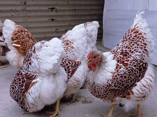 Інкубаційне яйце (курчата). Віандот:біле золото,лаванда, помаранчевий.