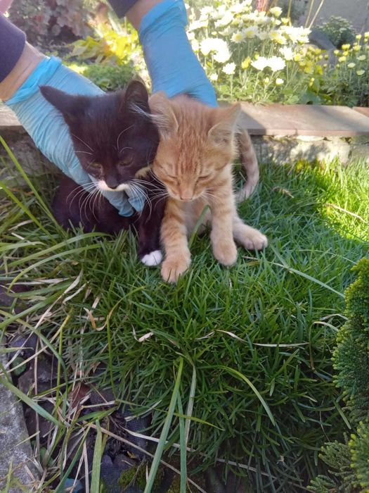 Віддам кошенят в добрі руки