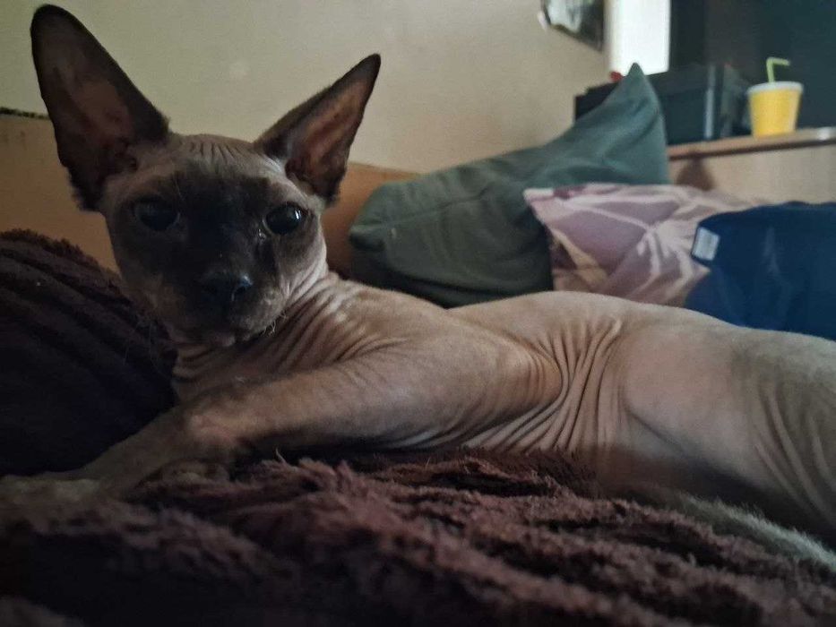 Вязка кота, канадский сфинкс, 1,6 мес.