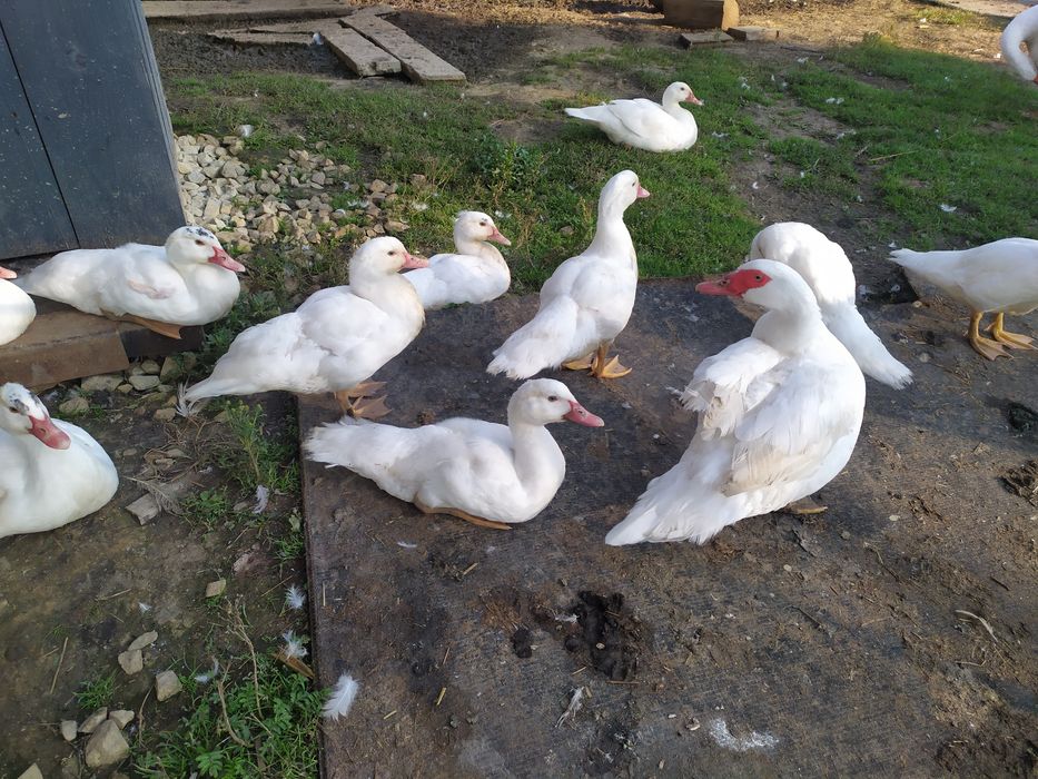 Індокачки білі великі