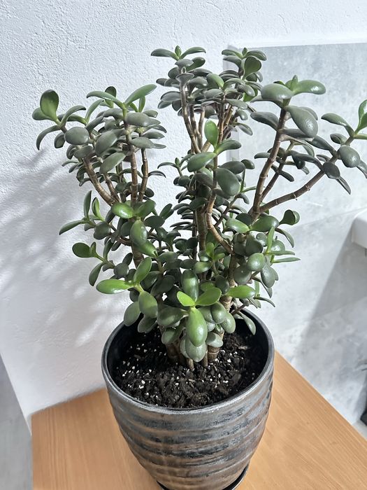 Grubosz drzewko szczęścia