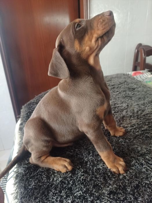 Excelente exemplar Doberman Europeu