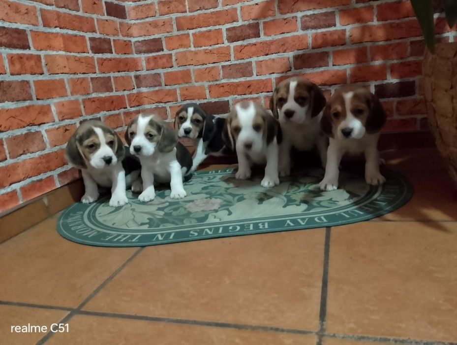 Beagle chłopiec śliczny