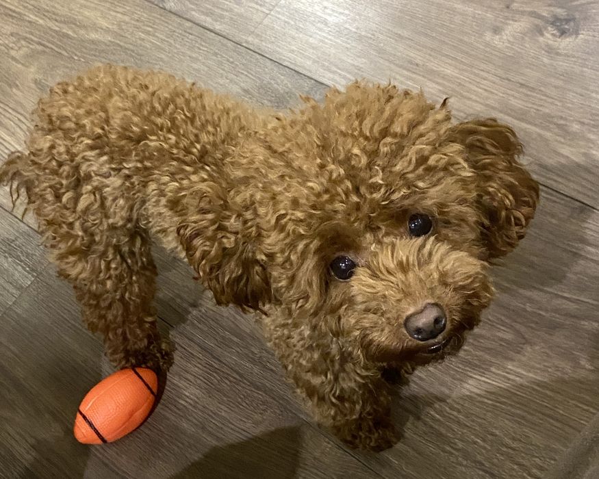 Вʼязка той-пудель