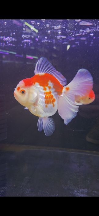 Welonka tricolor/ ranchu/ Rosetail oranda gradacja AAA