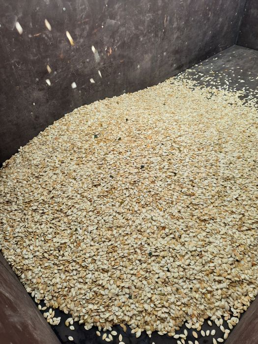 Гарбузовий комбайн