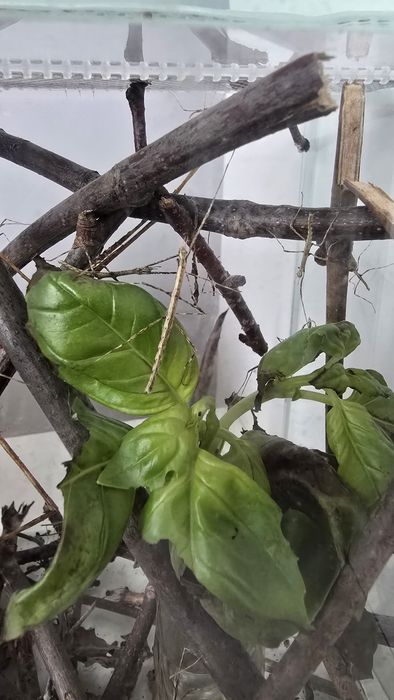 Patyczaki gatunek nieznany