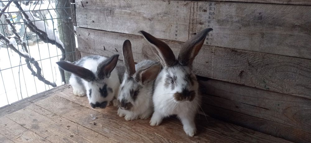 Кролики  міщаних порід