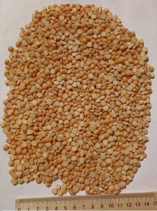 продам горох жовтий