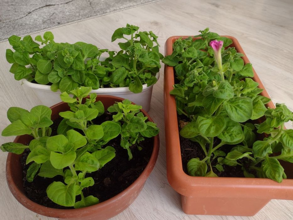 Koleus  petunia zorza wieczorna.