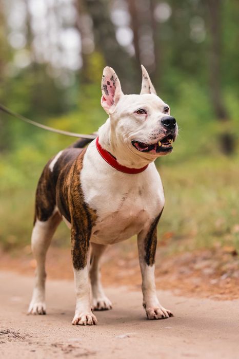 Buliś około 5 letni american stafford terier do adopcji FUNDACJA