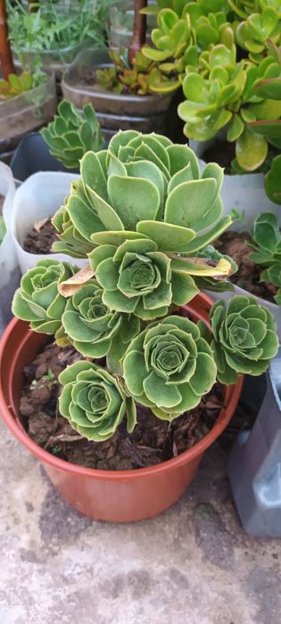 Suculentas - diversas variedades