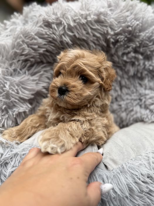 Maltipoo XS  F1 piesek