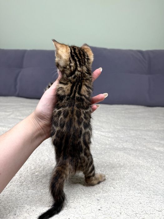 Бенгальські кошенята