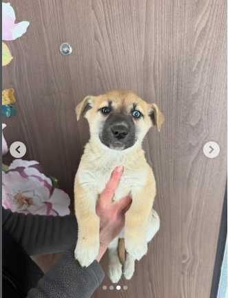 Собачка Нэнси просит о помощи.