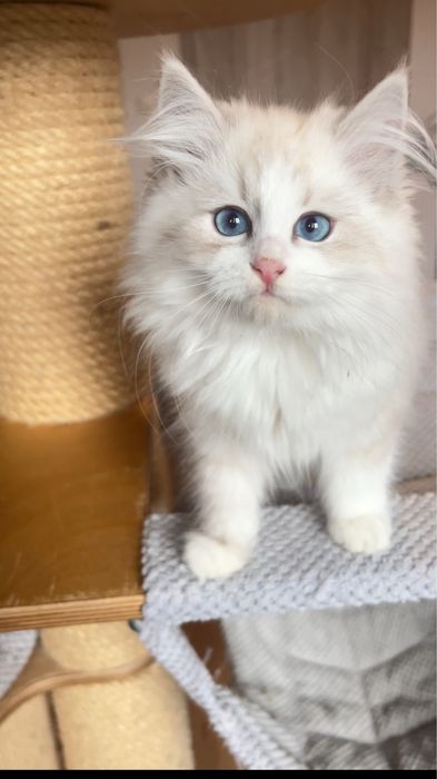 Gotowy do zmiany domu Kocurek Ferrero Neva Masquerade