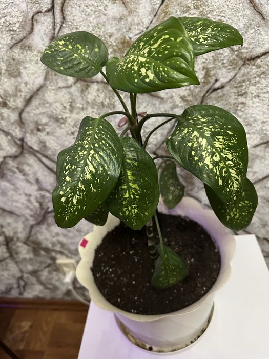 Дифенбахия пятнистая.