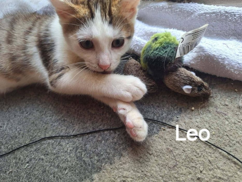 Kociaki Leo i Denis szukają (najlepiej wspólnego) domu