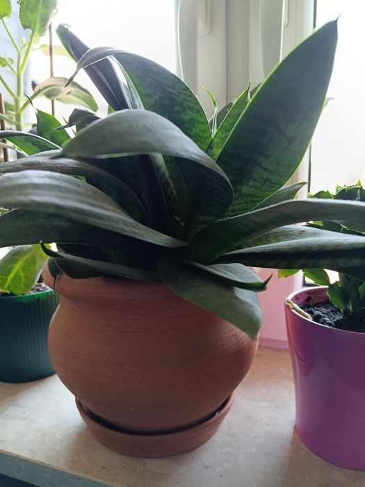 Sansenweria sadzonka