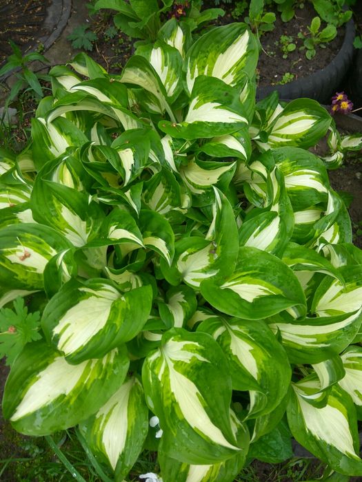 Хосты разных размеров, от 10 грн за деленку