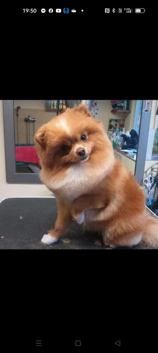 Salon Pielęgnacji Psów ALEX