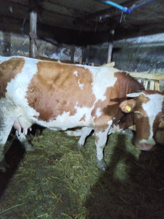 Sprzedam bydło krowę