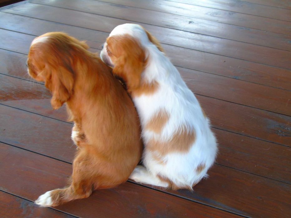 Cavalier King Charles Spaniel chłopiec