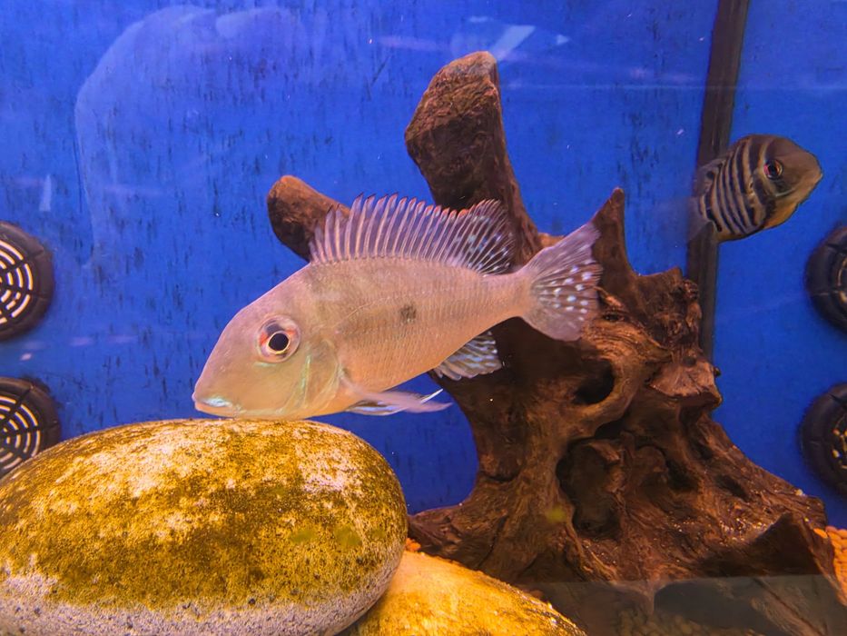 Geophagus Altifrons Selvagem