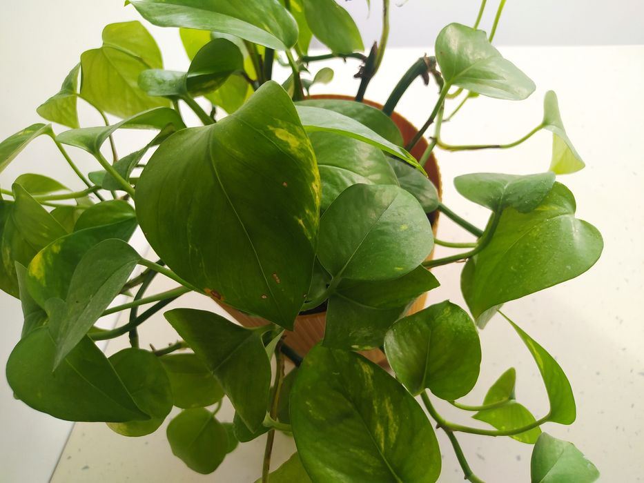 Вазон домашній , домашні рослини