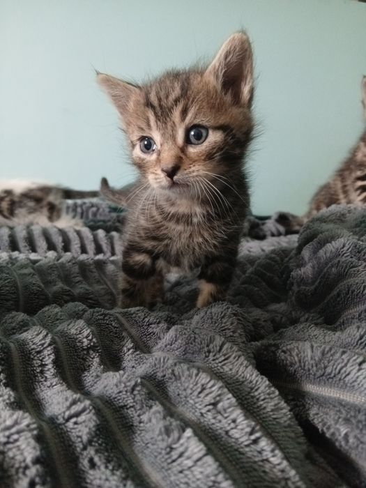 Oddam kotki w dobre ręce