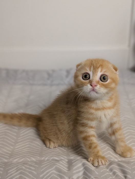 Шотландський хлопчик Вінні