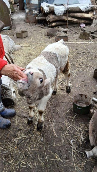 Продам місячного теля
