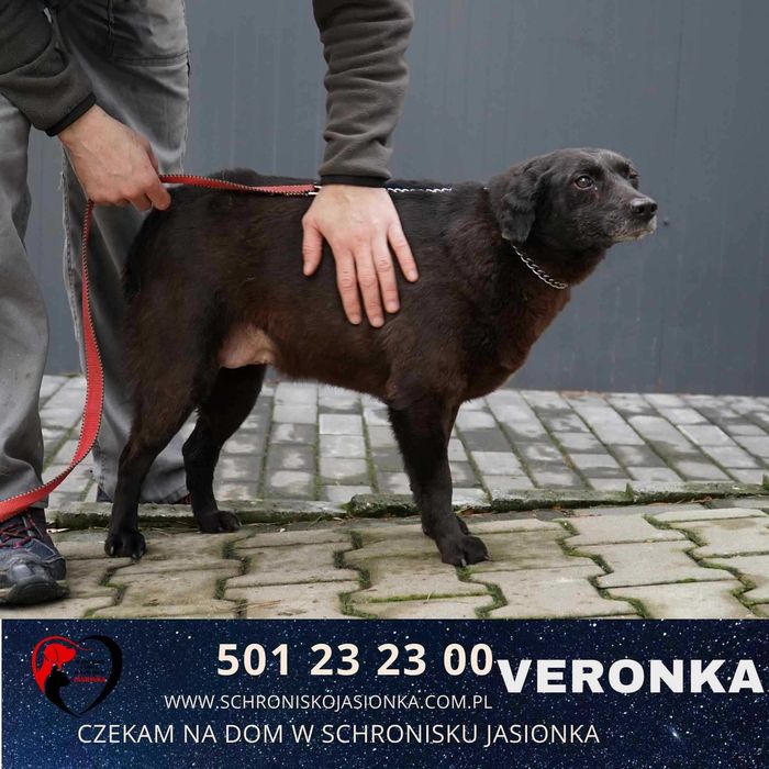 Veronka do adopcji – Schronisko Jasionka