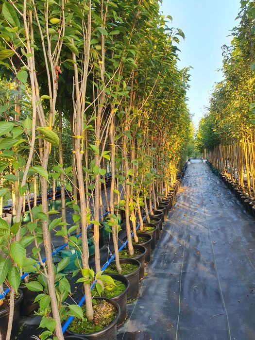 Drzewa alejowe klon lipa brzoza głóg robinia platan śliwa wiśnia