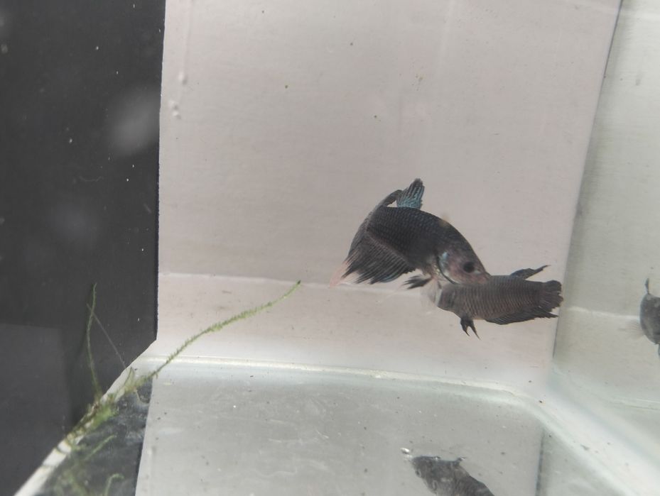 Casais de bettas